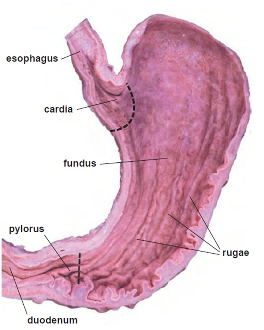 Histology Of The Esophagus And Stomach